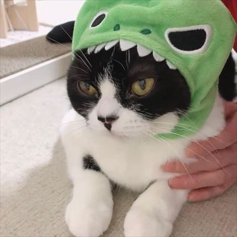 恐竜の被り物をきる猫