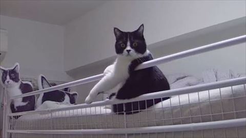 カメラに気付く猫