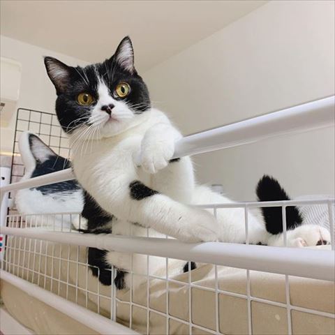 ベッドに手をかけてる猫