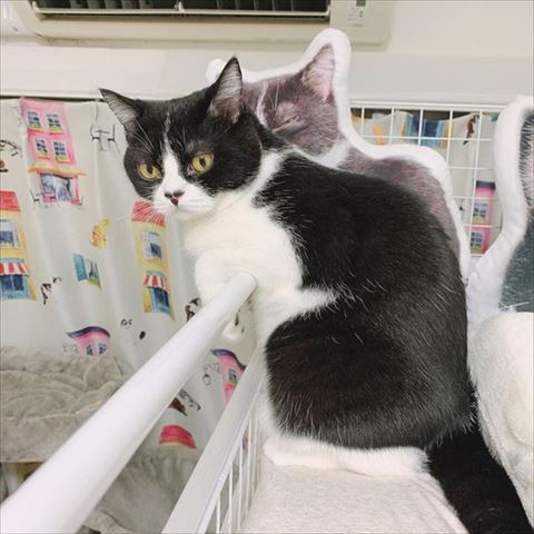 のぞき込む猫を横から撮影