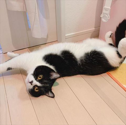寝っ転がる猫