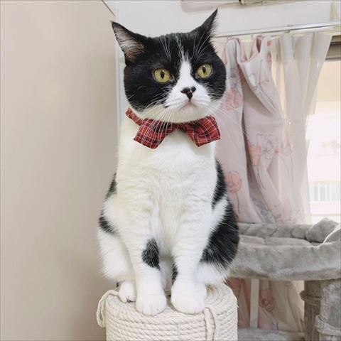 リボンつけてる猫