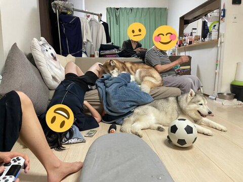 人とハスキーの家族団らん