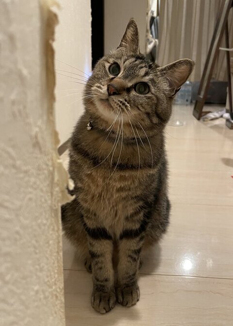 ボロボロの壁を見る猫