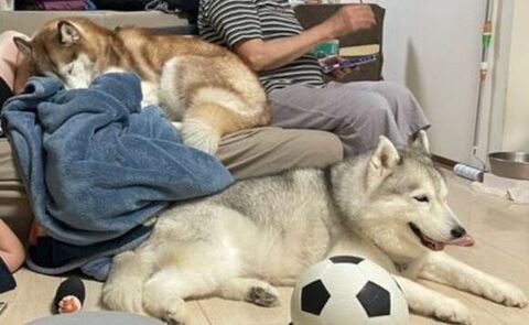 人とハスキーの写真のトリミング