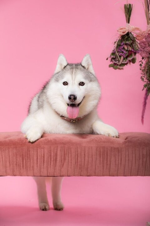 シルバーハスキー