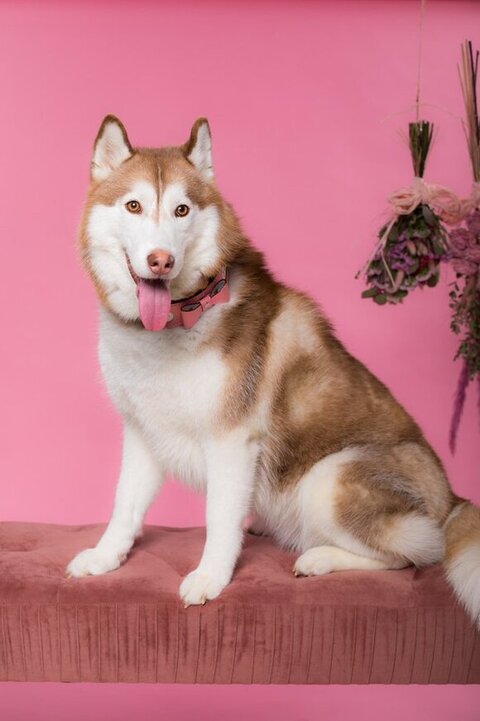 ブラウンハスキー