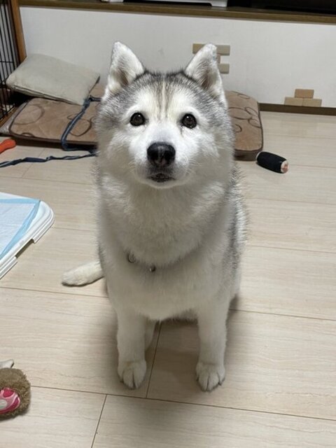 悲しそうにお座りしているハスキー