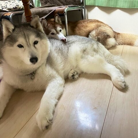 シルバーのハスキーに寄りかかるブラウンのハスキー