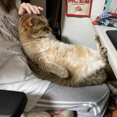 デスクを後ろ足でおさえる猫