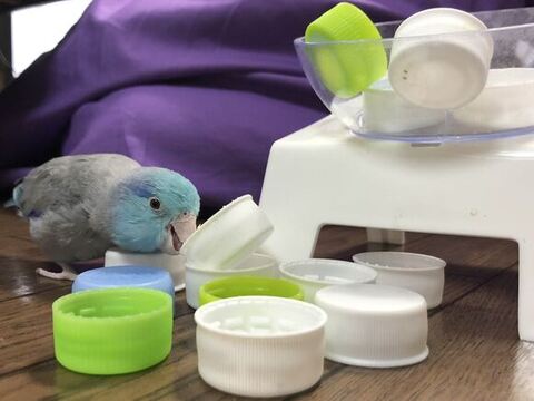 ペットボトルのキャップで遊んでるインコ