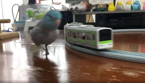 たみのすけくんブレてる姿