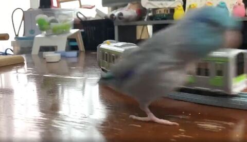 カメラの目の前走ってるをインコ