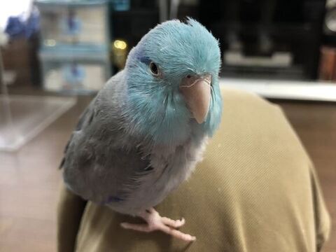 飼い主さんの足に乗ってるインコ