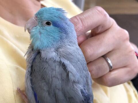 飼い主さんに撫でられてるインコ