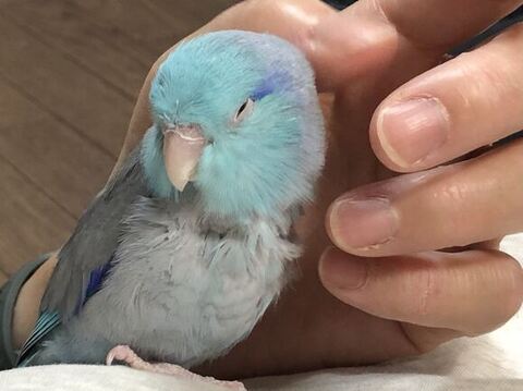 なでられて気持ちよさそうなインコ