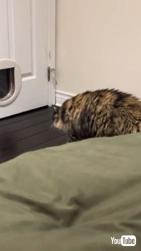 警戒しながら猫ドアに近づく猫