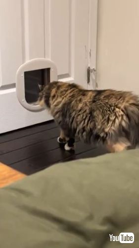 猫ドアに近づく猫