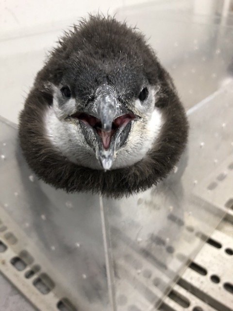 別の赤ちゃんペンギン