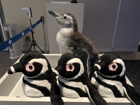 ぬいぐるみと並ぶ赤ちゃんペンギン