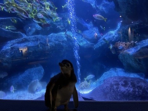 水槽と赤ちゃんペンギン