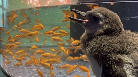 金魚と赤ちゃんペンギン