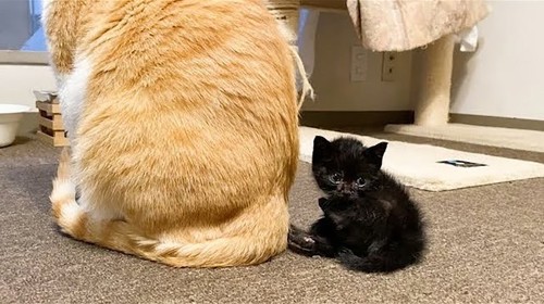 おすすめ