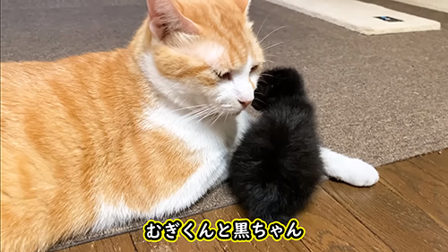 むぎくんと黒ちゃん