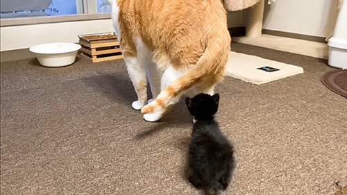 ついていく黒ちゃん