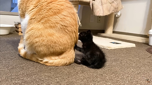 むぎくんに前足をくっつける黒ちゃん