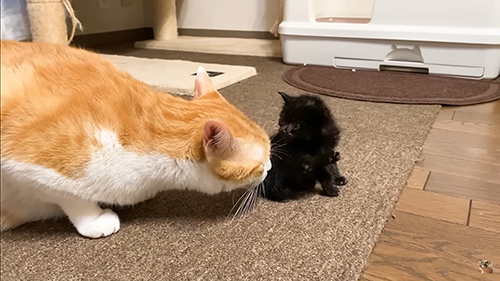 黒ちゃんを気にするむぎくん