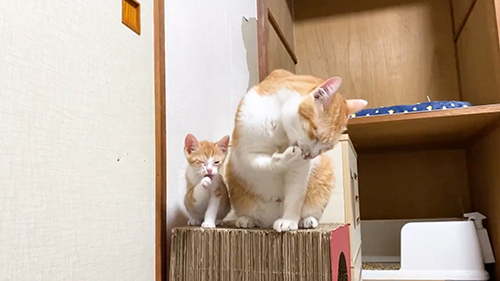 一緒にグルーミング