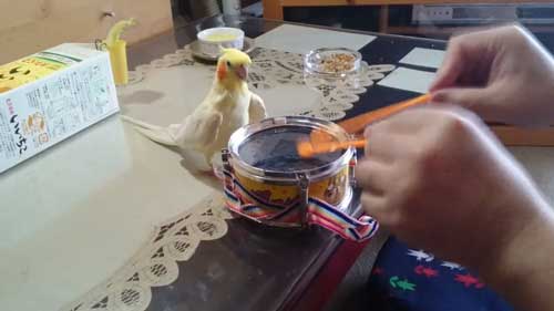 太鼓をたたく飼い主さん