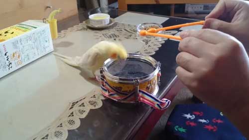 ヘッドバンキングするオカメインコ