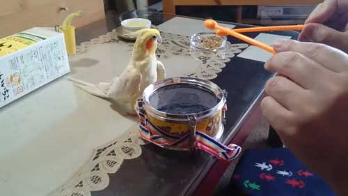 ちょっとお休みする飼い主とインコ