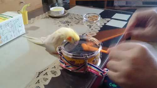 再びたたき始めるインコと飼い主
