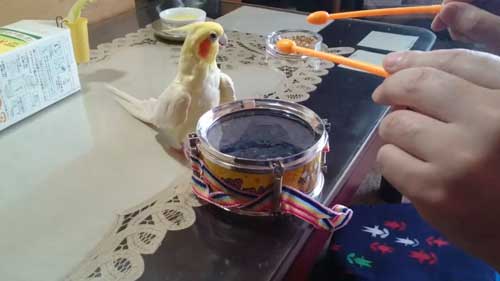 緩急をつけるオカメインコと飼い主
