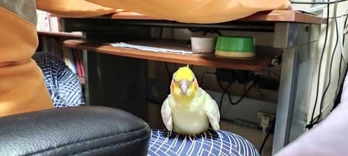 オカメインコ 飼い主と一緒 おもちゃ 太鼓をたたく インコ