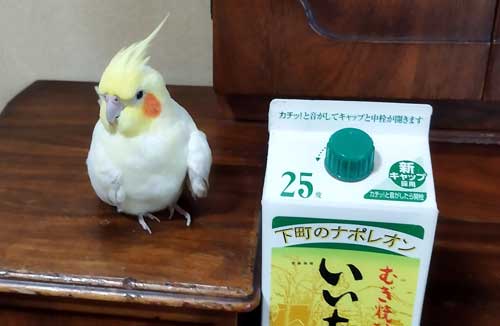 オカメインコ 飼い主と一緒 おもちゃ 太鼓をたたく インコ