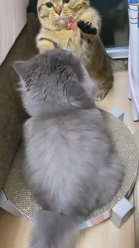 短足ちゃん同士の戦い