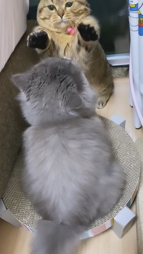 短足ちゃん同士の戦い