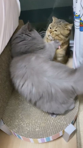 短足ちゃん同士の戦い