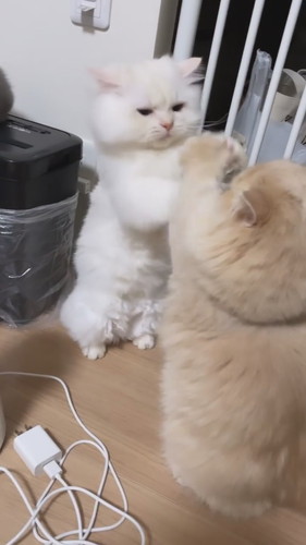 短足ちゃん同士の戦い