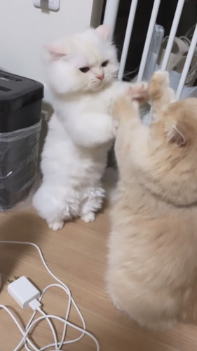 短足ちゃん同士の戦い