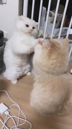 短足ちゃん同士の戦い