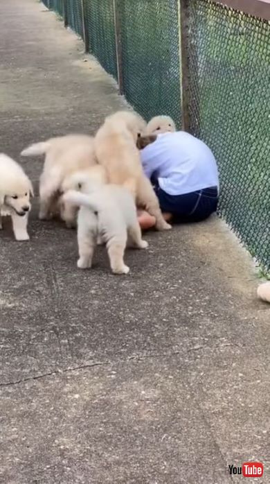 子犬たちが男の子にじゃれつく様子