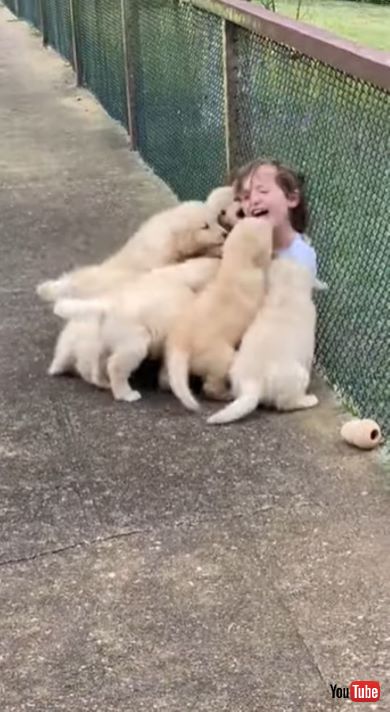 子犬たちと笑顔の男の子