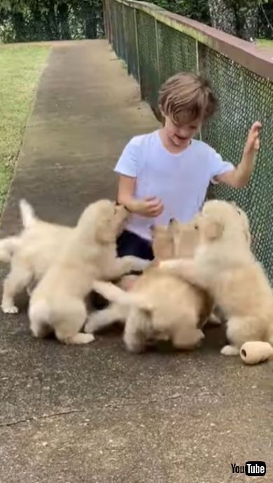 子犬たちに笑顔をむける男の子