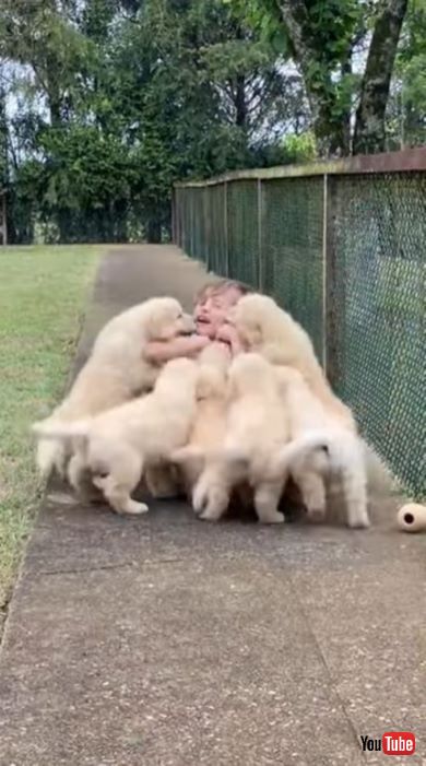 男の子に群がる子犬たち