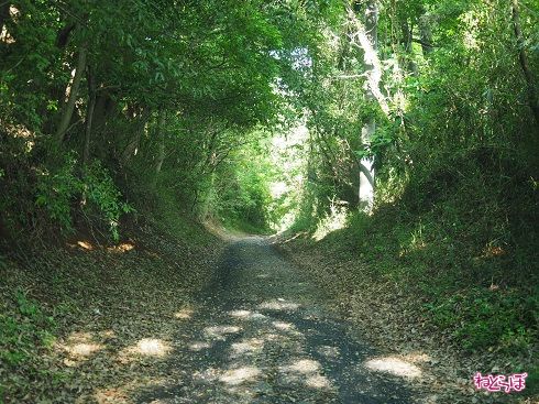 まさかの砂利道!?　今回はあまりにもギャップのありすぎる険道を紹介します